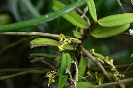 Image result for Rhipidoglossum