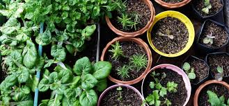 Growing Food At Home In Small Spaces 8 Top Tips Ecohome