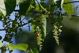 Image result for Cissampelos mucronata