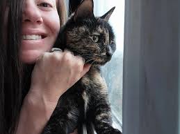 Found tortoise shell cat in Woodburn Oregon