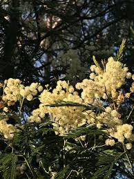 Image result for Acacia mearnsii