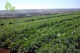 تحمل المحاصيل للملوحة Crop Tolerance To Salinity الهندسة الزراعية