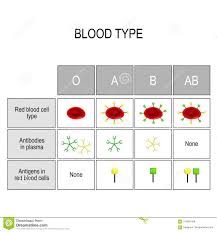 Types Of Blood A B Ab O Recipient And Donor Stock