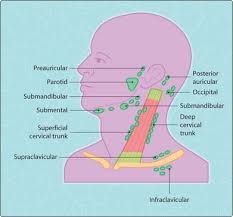 It will be more obvious if one side is larger then the other). Lymph Nodes And Endocrine Disorders Musculoskeletal Key