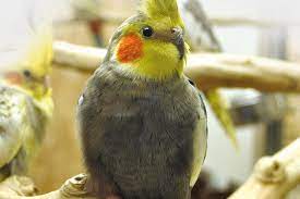 Daher ist eine große zimmervoliere oder ein vogelzimmer mit schlagkäfig die beste wahl. Das Haustierportal Vogel