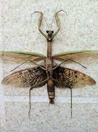 Wake The Dead Praying Mantis Beautiful Bugs Pray