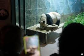 Image result for Pandiaka confusa