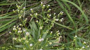 Image result for Erigeron canadensis