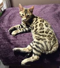 They are a recently created breed, first produced in america by mixing the asian leopard cat with a domestic cat breed. Bengal Bengal Cat Bengal Cat Kitten Asian Leopard Cat