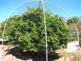Check spelling or type a new query. 19 Best Orchard Frost Protection Ideas Protection Frost Orchard