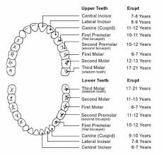 Human Teeth Dental Charts Bradford Family Dentistry