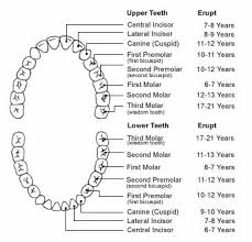 Teeth Diagram Chart Wiring Diagrams