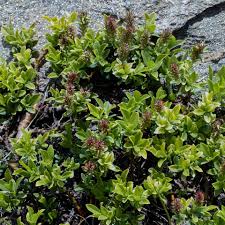 Image result for Salicaceae