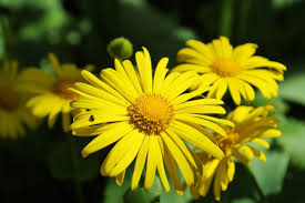 Scarica subito l'illustrazione vettoriale fiori primaverili gialli set botanico illustrazione vettoriale. Doronico Margherita Gialla Doronicum