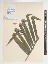 Image result for Blepharis reekmansii