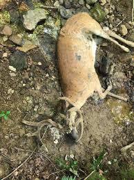 Be On The Watch For Epizootic Hemorrhagic Disease Ehd In Deer Purdue Extension Forestry Natural Resources