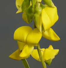 Image result for Crotalaria schliebenii