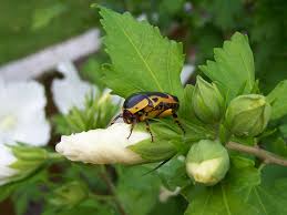 Manche arten, wie die feuerwanzen sind überhaupt nicht schädlich, können allerdings aber sehr. Unbekannter Kafer Im Garten Foto Bild Tiere Wildlife Insekten Bilder Auf Fotocommunity