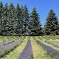 Yoga in the Lavender field