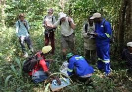 Image result for Otiophora pycnostachys