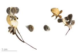 Image result for Ipomoea tenuipes