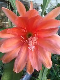 Plants sometimes flower profusely when they sense time is short. Epiphyllum Large Orange Orchid Cactus Desert Plants Plants
