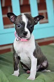 The adoption fee is $300. Nashville Tn Boston Terrier Meet Cami A Pet For Adoption