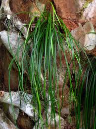 Image result for Vittaria