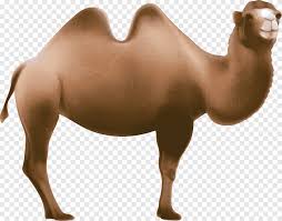 Camel is a good source of meat in areas where the climate adversely affects other animals. Dromedary One Belt One Road Initiative Simple Camel Horse Mammal Png Pngegg