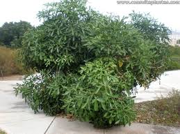 Image result for Cussonia corbisieri