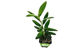 Image result for Canarium schweinfurthii