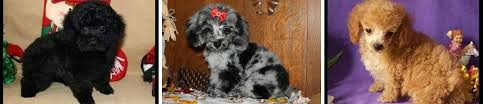 Miniature poodles stand under 15 as is the breed standard. Poodle Breeder Teacup Poodles Merle Poodle Puppies For Sale