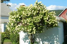 Apr 27, 2021 · hydrangea macrophylla: Tree Hydrangea Panicle Hydrangea Plant Care Growing Guide