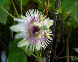 Image result for Passiflora morifolia