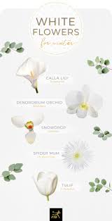 Pretty flower kinds of flowers with name and picture. 40 Types Of White Flowers Ftd Com