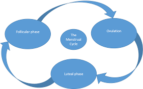 The 3 Stages of the Menstrual Cycle - Swimming.org
