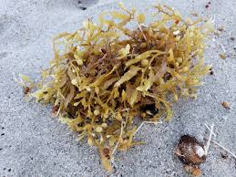 / significado de sargazo | sinónimos y oraciones con ejemplos de uso de sargazo. Sargazo Flotante Iii Sargassum Fluitans Naturalista