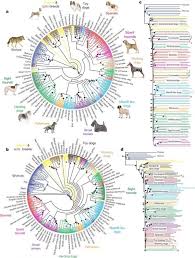 large dog breed chart the origin of dogs paddington pups