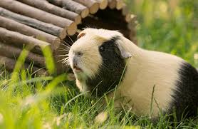 We did not find results for: Rasseportrait Meerschweinchen Ein Fellknauel Ist Nicht Genug Schlappohr