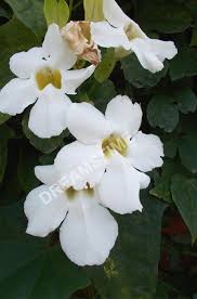 Pin On Grandiflora Thumbergia