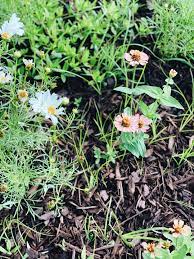 What flowers are good for pest control. My Top 23 Herbs And Flowers For Organic Pest Control In The Garden Azure Farm