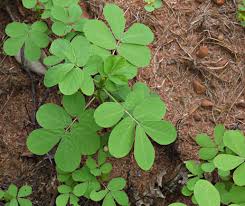 Image result for Senna obtusifolia