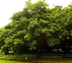 Image result for Searsia rogersii