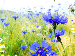 Through ctos as well as its iterations, blume corporation has a borderline monopolistic power on. Blaue Blume Wikipedia