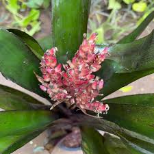 Image result for Aechmea
