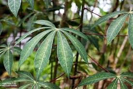 Image result for Manihot esculenta