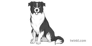 How to draw dogs playlist: Mascotas Perro Border Collie Blanco Y Negro Illustration Twinkl