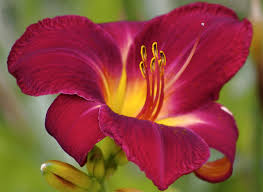 The nine flowers above are some of the best and most common native flowers that will attract hummingbirds. How To Pick Plant And Propagate Perennial Plants In Gardens Wiscontext