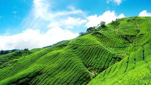 Download this free picture about munnar tea plantation from pixabay's vast library of public domain images and videos. Munnar Wallpapers Wallpaper Cave