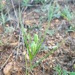 Image result for Iphigenia pauciflora